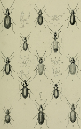 The Coleoptera of the British islands. A descriptive account of the families, genera, and species indigenous to Great Britain and Ireland, with notes as to localities, habitats, etc (1887) (14801004423)