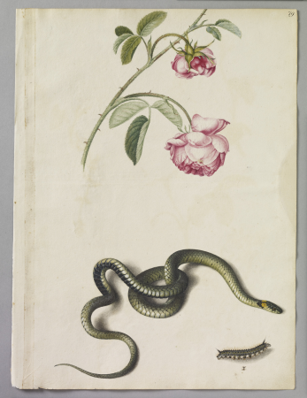 Alexander Marshal (RCIN 924346), Alexander Marshal