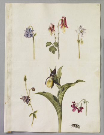 Alexander Marshal (RCIN 924326), Alexander Marshal