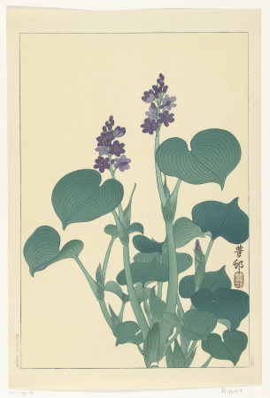Bloeiende hosta, RP-P-1999-382, Ohara Koson, between 1920 and 1930