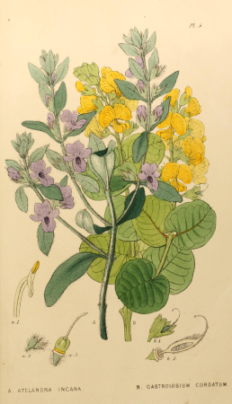 Appendix to the first twenty-three volumes of Edwards's botanical register (Pl. 5) BHL6014087, 1839