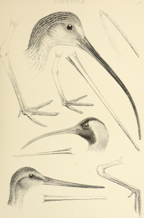 The genera of birds - comprising their generic characters, a notice of the habits of the genus, and an extensive list of species referred to their several genera (1849) (14749316991)
