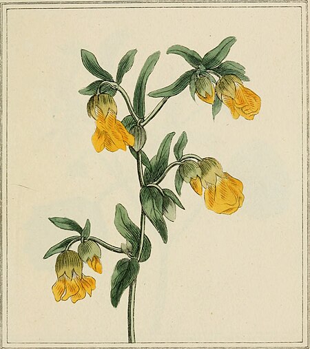 Elements of the science of botany, as established by Linnaeus; with examples to illustrate the classes and orders of his system (1812) (21078149559)