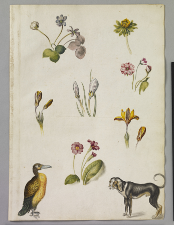 Alexander Marshal (RCIN 924269), Alexander Marshal