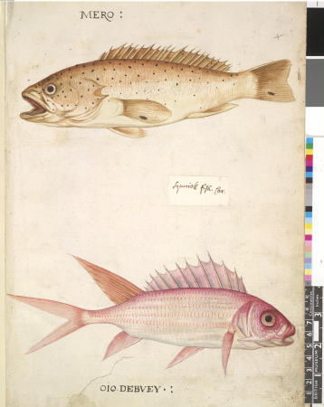 After John White - Grouper and squirrel or soldier-fish, leaf from a volume (now consisting of 113 leaves of drawings), associated with John White, SL, 5270.22