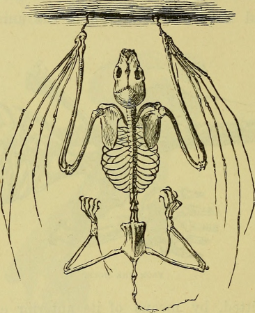 The hand - its mechanism and vital endowments, as evincing design, and illustrating the power, wisdom, and goodness of God (1874) (14595472169)