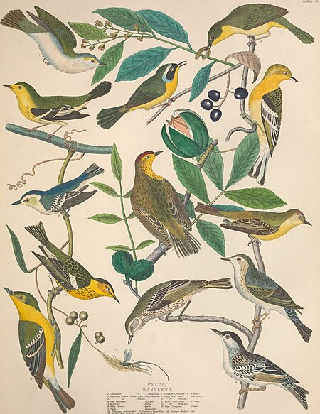 Illustrations of the American ornithology of Alexander Wilson and Charles Lucian Bonaparte - with the addition of numerous recently discovered species and representations of the whole sylvae of North (14562855108), Alexander Wilson, 1835