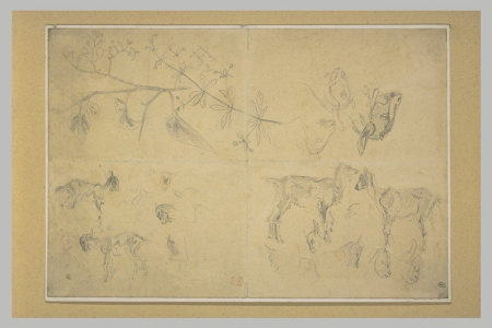 Delacroix - Etudes de chèvres et d'une plante morelle douce-amère, RF 9752, Recto, Eugène Delacroix