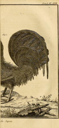 Ornithologie, ou, Méthode contenant la division des oiseaux en ordres, sections, genres, especes and leurs variétés - a laquelle on a joint une description exacte de chaque espece, avec les citations (14564958290), 1760
