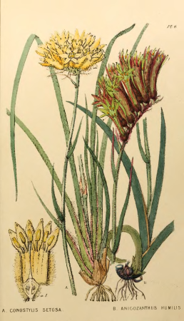 Appendix to the first twenty-three volumes of Edwards's Botanical Register - Plate 6, 1839