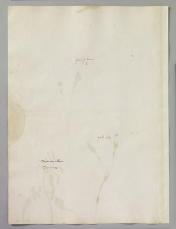 Alexander Marshal (RCIN 924394-1), Alexander Marshal