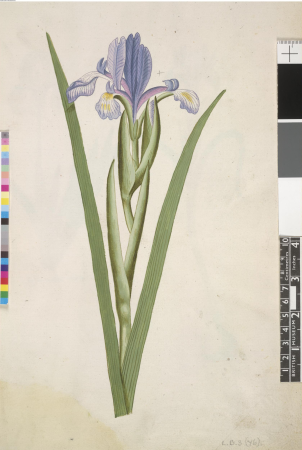 After John White - Seashore Iris (Iris spuria), leaf from a volume (now consisting of 113 leaves of drawings), associated with John White, SL, 5270.61