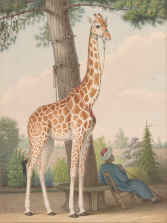 Study of the Giraffe Given to Charles X by the Viceroy of Egypt, Nicolas Huet, 1827