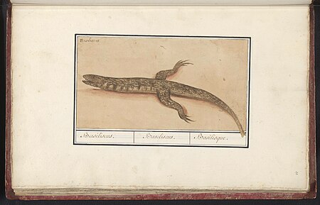 Basilisk Basilisk (Basiliscus) Basiliscus. Basiliscus. Basilisque. (titel op object), RP-T-BR-2017-1-7-10, between 1596 and 1610