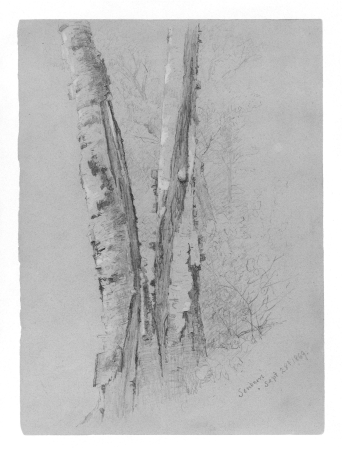 Study of Birch Trunks (Scribners'), Jervis McEntee, 1869
