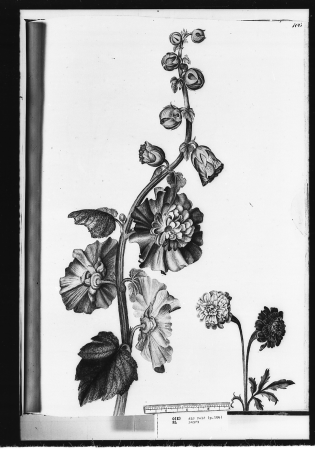 Alexander Marshal (RCIN 924373-3), Alexander Marshal