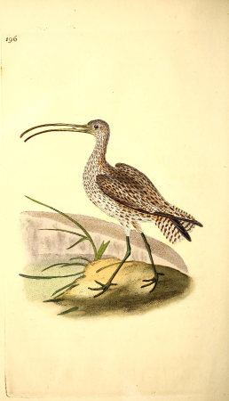 The natural history of British birds, or, A selection of the most rare, beautiful and interesting birds which inhabit this country - the descriptions from the Systema naturae of Linnaeus - with (14751095782), 1817