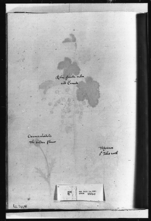 Alexander Marshal (RCIN 924406-2), Alexander Marshal