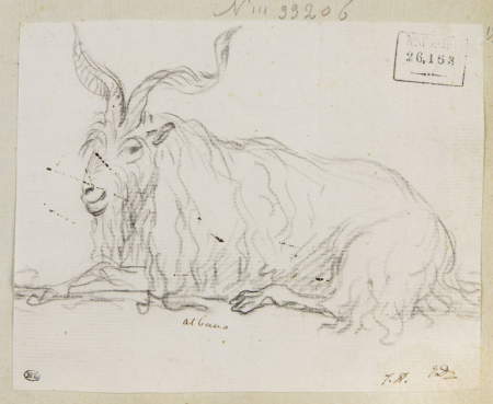 David - Un bouc, INV 26163, Recto, Jacques-Louis David