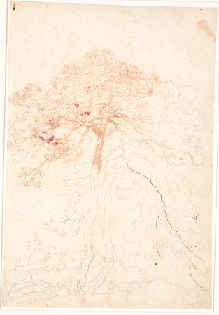 Study of two large pine trees, Jens Juel