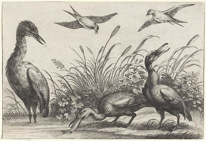 Reigers en zwaluwen, RP-P-OB-11.629, Francis Barlow, between 1654 and 1750