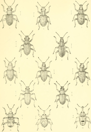 The Coleoptera of the British islands. A descriptive account of the families, genera, and species indigenous to Great Britain and Ireland, with notes as to localities, habitats, etc (1887) (20636607016)