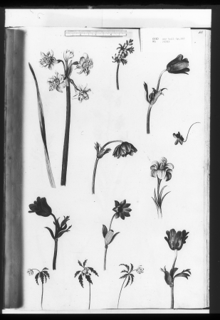 Alexander Marshal (RCIN 924283-3), Alexander Marshal