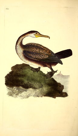The natural history of British birds, or, A selection of the most rare, beautiful and interesting birds which inhabit this country - the descriptions from the Systema naturae of Linnaeus - with (14749052164), 1817