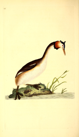 The natural history of British birds, or, A selection of the most rare, beautiful and interesting birds which inhabit this country - the descriptions from the Systema naturae of Linnaeus - with (14772063983), 1796