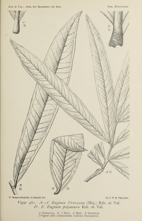 Atlas der baumarten von Java (Figur 461) BHL47163290, 1915
