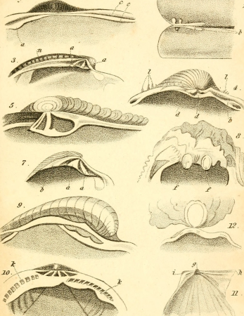 The conchologist's text-book, embracing the arrangements of Lamarck and Linnaeus, with a glossary of technical terms (1833) (14781482691)