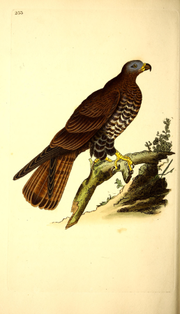 The natural history of British birds, or, A selection of the most rare, beautiful and interesting birds which inhabit this country - the descriptions from the Systema naturae of Linnaeus - with (14565163079), 1819