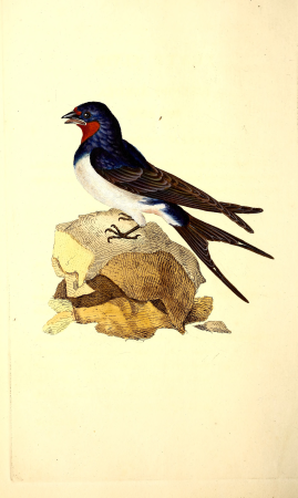 The natural history of British birds, or, A selection of the most rare, beautiful and interesting birds which inhabit this country - the descriptions from the Systema naturae of Linnaeus - with (14565602459), 1816