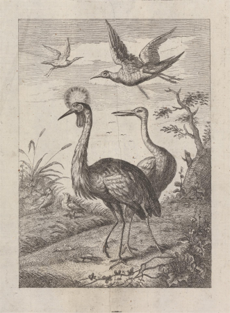 Two Crested cranes and four other birds, a Pl. for 'A New Drawing Book...of Various Kinds of Birds, Drawn from Life by Mr. Francis Barlow' 1731 (1 of 9), George Bickham the Elder