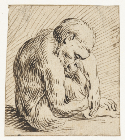 Slapend jong aapje, RP-T-1898-A-3970, between 1567 and 1617