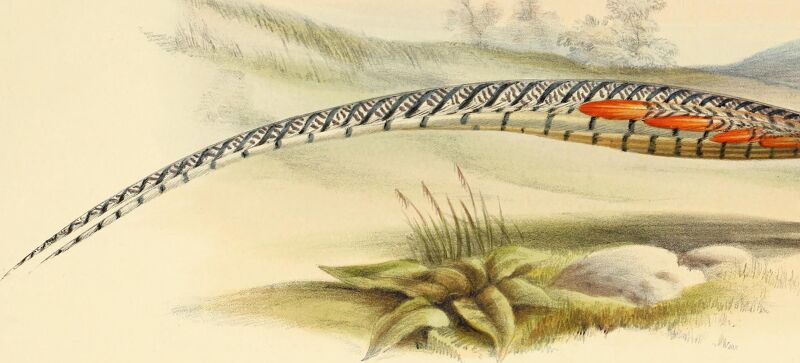 The genera of birds - comprising their generic characters, a notice of the habits of the genus, and an extensive list of species referred to their several genera (1849) (14565779659)