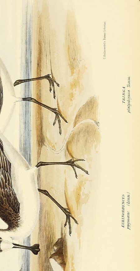 The genera of birds - comprising their generic characters, a notice of the habits of the genus, and an extensive list of species referred to their several genera (1849) (14565831049)