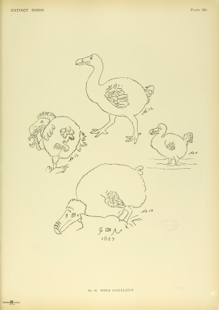 Extinctbirds1907 P24C Didus cucullatus0335, 1907