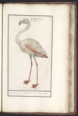 Gewone flamingo (Phoenicopterus roseus) Vlaemijnck. phaenicopteros. flamandt. (titel op object), RP-T-BR-2017-1-5-58, Elias Verhulst, between 1596 and 1610