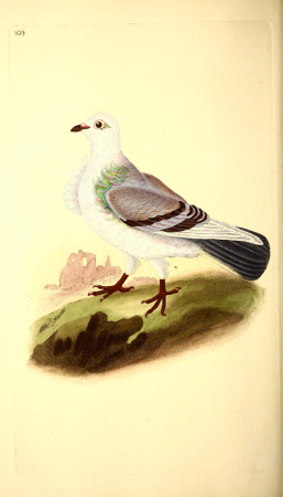 The natural history of British birds, or, A selection of the most rare, beautiful and interesting birds which inhabit this country - the descriptions from the Systema naturae of Linnaeus - with (14771684983), 1819