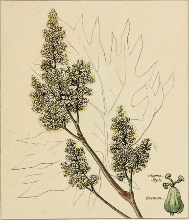 Elements of the science of botany, as established by Linnaeus; with examples to illustrate the classes and orders of his system (1812) (21264995095)