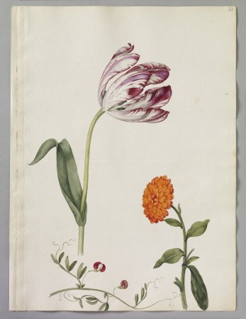 Alexander Marshal (RCIN 924315), Alexander Marshal