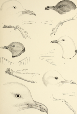 The genera of birds - comprising their generic characters, a notice of the habits of the genus, and an extensive list of species referred to their several genera (1849) (14565873808)