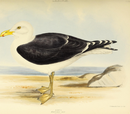 The genera of birds - comprising their generic characters, a notice of the habits of the genus, and an extensive list of species referred to their several genera (1849) (14749361941)