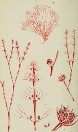 Phycologia Britannica, or, A history of British sea-weeds - containing coloured figures, generic and specific characters, synonymes, and descriptions of all the species of algae inhabiting the shores (14761270321), 1846