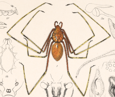 Scytodes longipes (Arachnida. Araneidea and Opiliones II), between 1897 and 1905