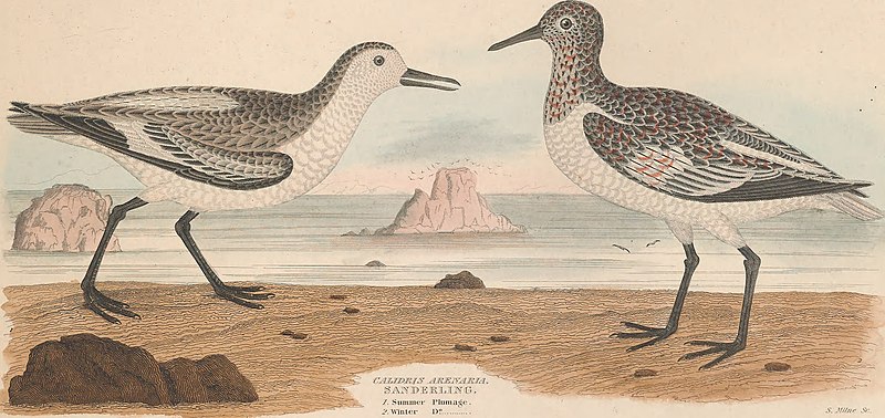 Illustrations of the American ornithology of Alexander Wilson and Charles Lucian Bonaparte - with the addition of numerous recently discovered species and representations of the whole sylvae of North (14563128967), Alexander Wilson, 1835
