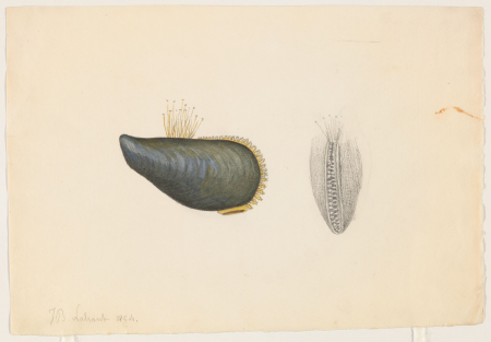 Bivalve shells (Nahant, Mass., 1864), Jacques Burkhardt, 1864-??-??