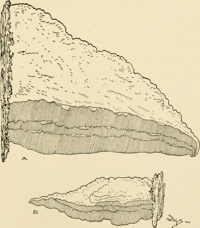 Synopsis of the British Basidiomycetes; a descriptive catalogue of the drawings and specimens in the Department of botany, British museum (1908) (14598108510)