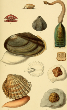 Elements of conchology - an introduction to the natural history of shells and of the animals which form them (1860) (21061204289), 1860